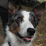 La Indiana - Le Souffle Du Saule - Penzion