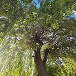 La Indiana - Le Souffle Du Saule - * Buhl-Lorraine