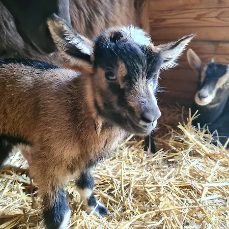 La Indiana - Le Souffle Du Saule - *
