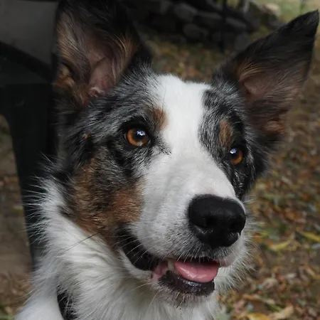 La Indiana - Le Souffle Du Saule - Gasthof