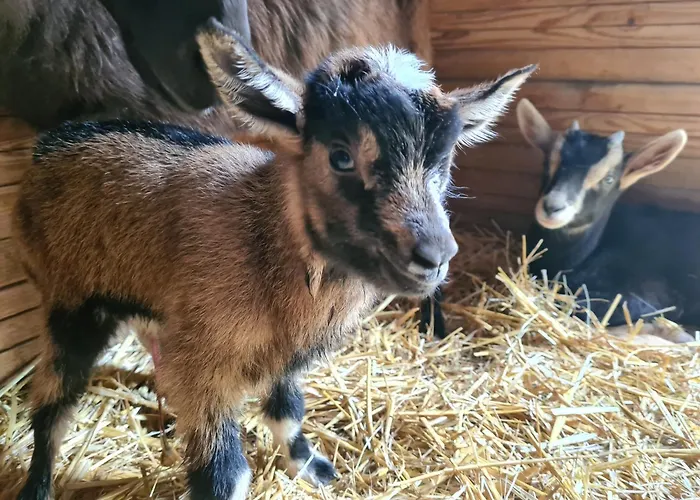 La Indiana - Le Souffle Du Saule - *