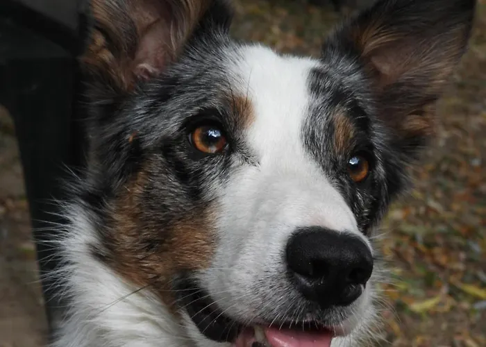 La Indiana - Le Souffle Du Saule - Penzion