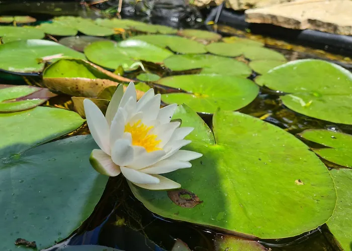 Penzion La Indiana - Le Souffle Du Saule - *
