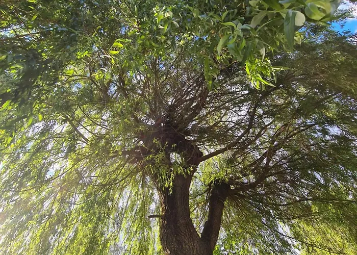 La Indiana - Le Souffle Du Saule - * Buhl-Lorraine